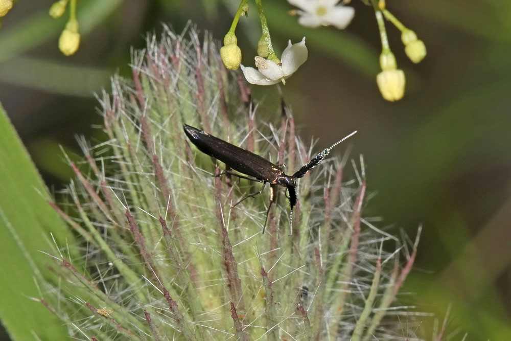 Coleophora sp.